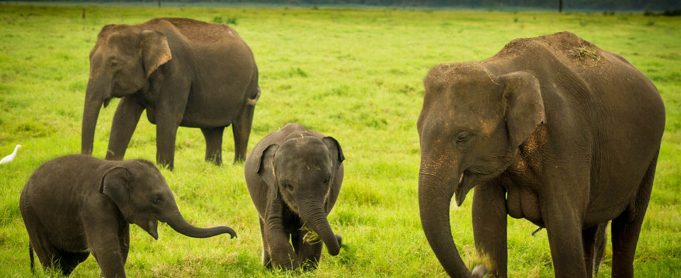 Visit Holiday Lanka tours