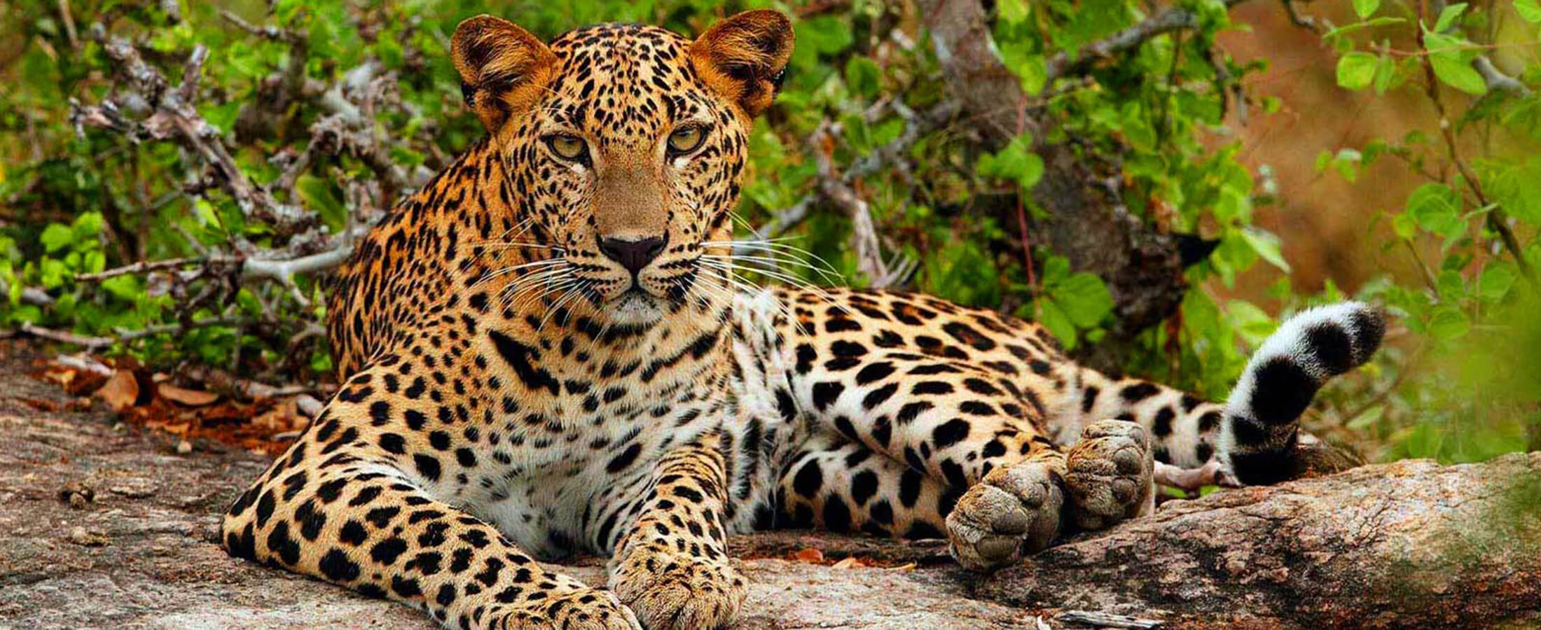 Visit Holiday Lanka tours