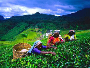 Visit Holiday Lanka tours