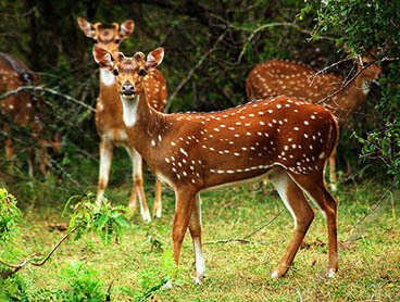 Visit Holiday Lanka tours