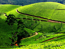 Visit Holiday Lanka tours
